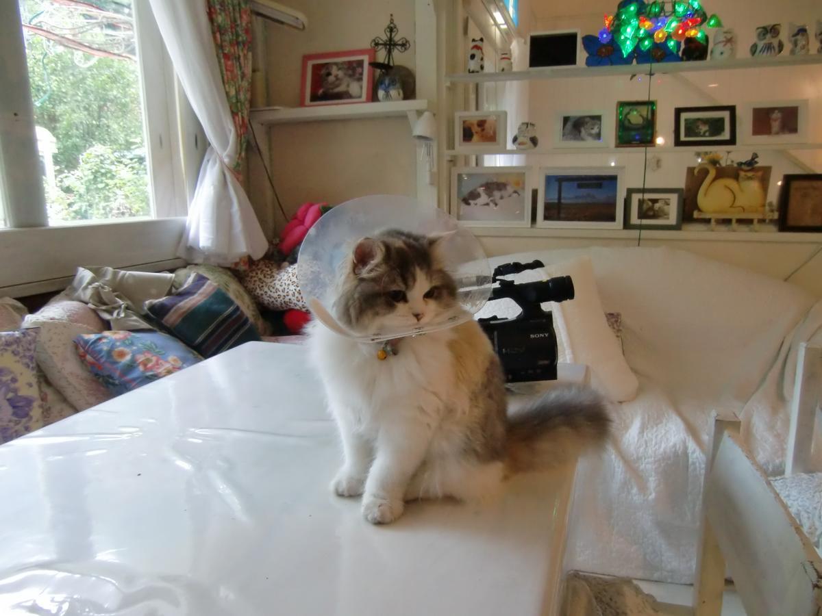 Mt Fuji Cat&Dog&Spa Pension Blue Poppy Fujikawaguchiko Dış mekan fotoğraf