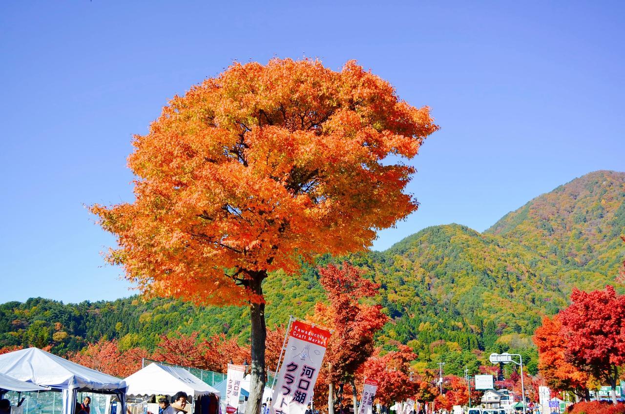 Mt Fuji Cat&Dog&Spa Pension Blue Poppy Fujikawaguchiko Dış mekan fotoğraf