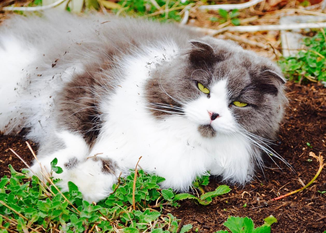 Mt Fuji Cat&Dog&Spa Pension Blue Poppy Fujikawaguchiko Dış mekan fotoğraf